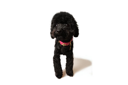 販売中のティーカッププードルの親犬